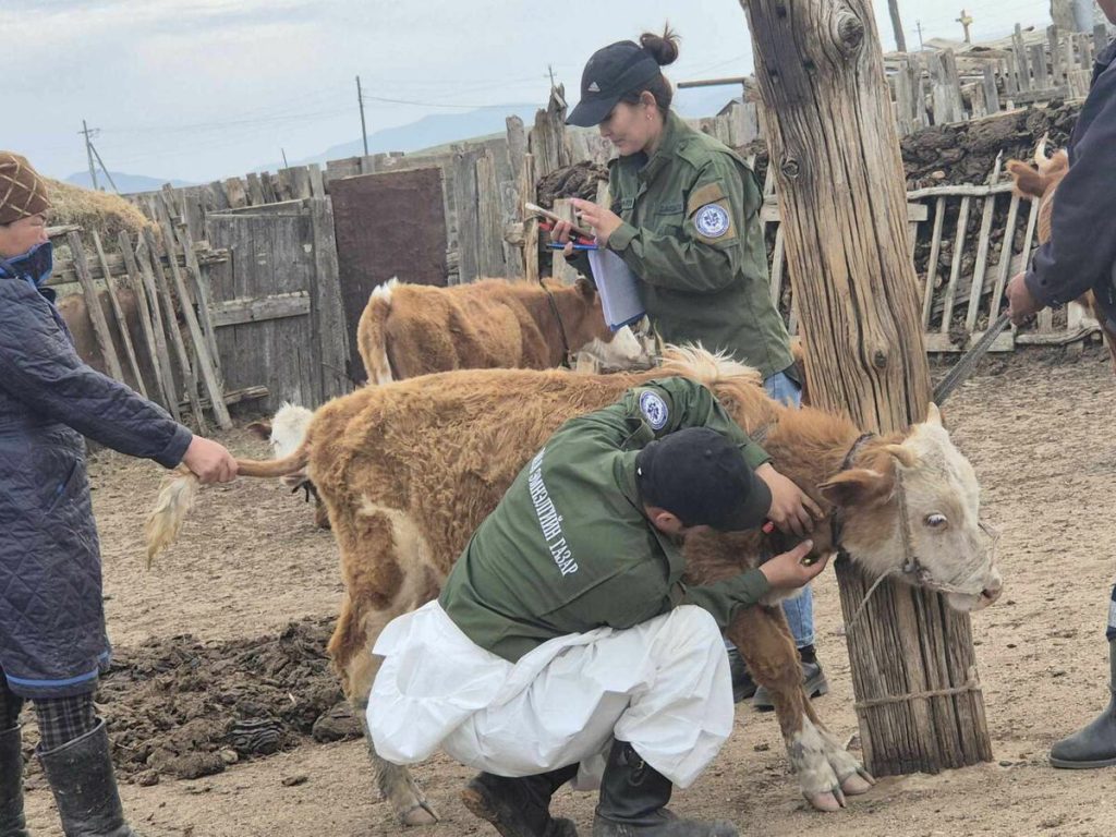 Мал, амьтны гоц халдварт шүлхий, бог малын мялзан өвчний халдвар илрүүлэх тандалт хийгдэж байна.