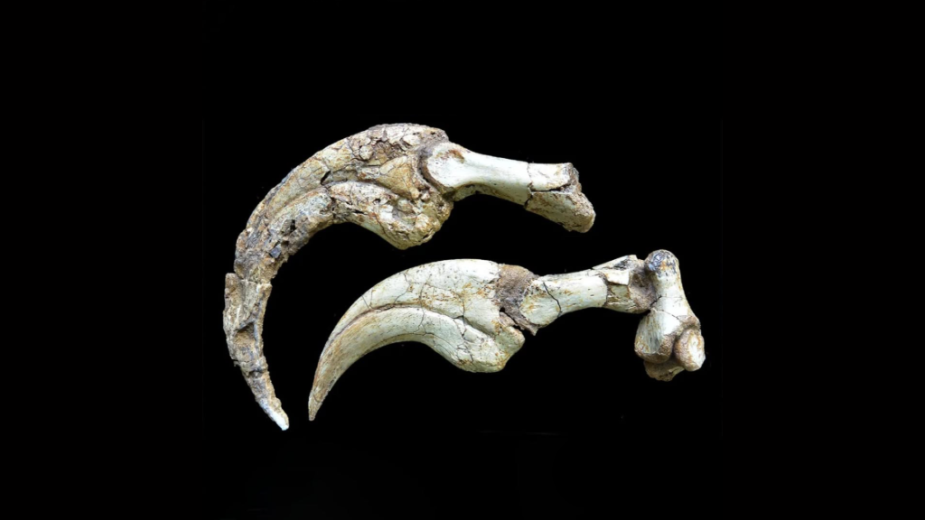 Монголын говиос шинэ төрлийн үлэг гүрвэлийн олдвор олдлоо