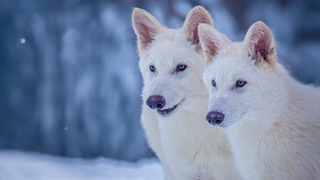 10 мянган жилийн өмнө үгүй болсон “Үлэмж биет чоно“-ыг дахин амилуулжээ