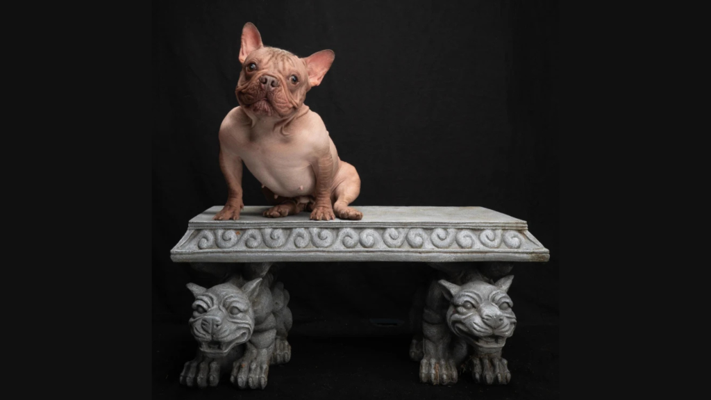 2025 оны дэлхийн хамгийн царай муутай нохой эзэндээ 5000 ам.долларын шагнал авчирчээ