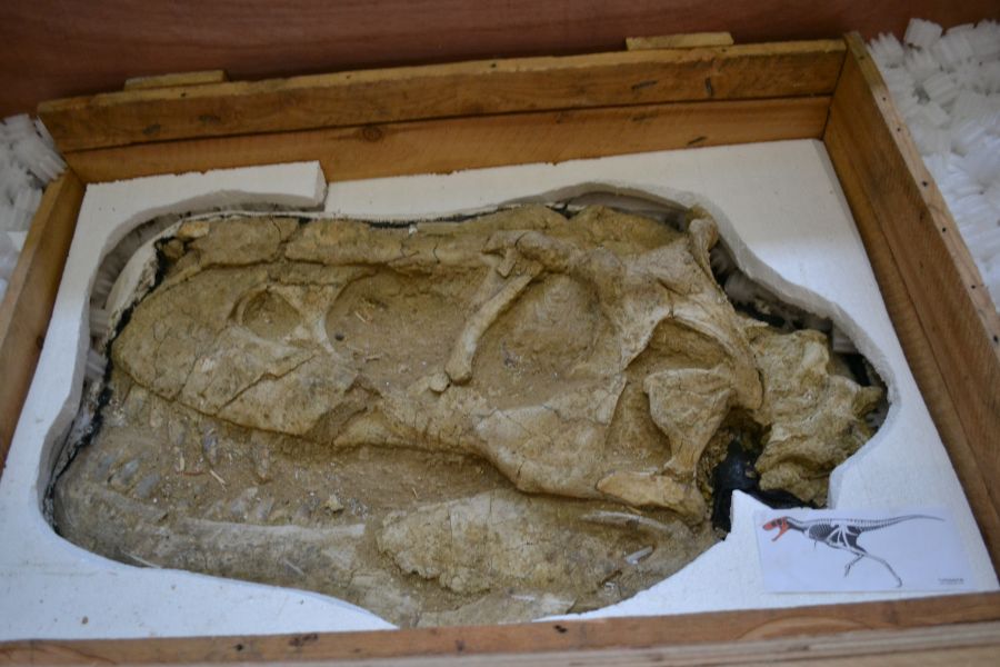 Монгол Улсын нутаг дэвсгэрээс хууль бусаар хилээр нэвтрүүлсэн үлэг гүрвэлийн чулуужсан олдворыг эгүүлэн авчээ