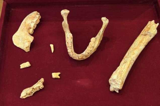 Хомо сапиенс ба неандертальчуудын өвөг байж магадгүй хүний үлдэгдэл олджээ