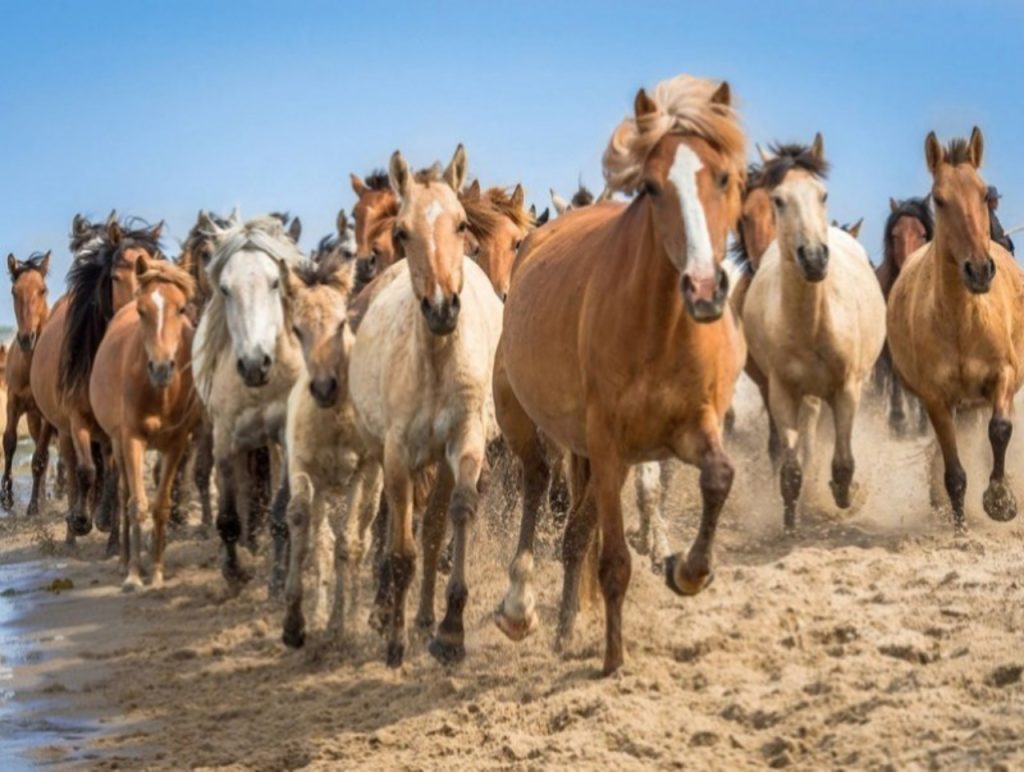 “Дэлхийн адууны өдөр”-ийг долоодугаар сарын 11-13-нд тэмдэглэнэ