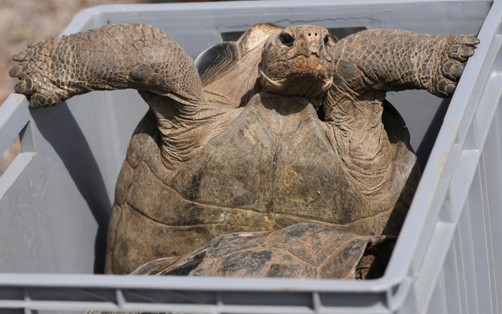 Алдарт Галапагосын аралд 150 жилийн дараа аварга яст мэлхийг дахин нутагшууллаа